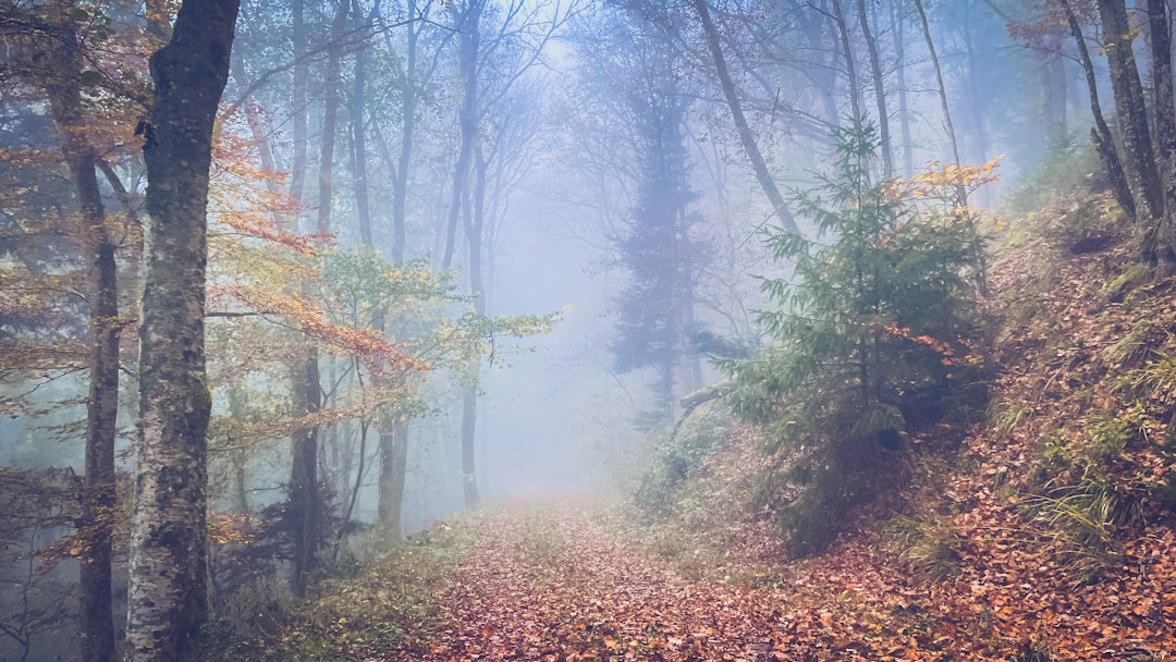 A foggy path in the woods with lots of leaves on the ground